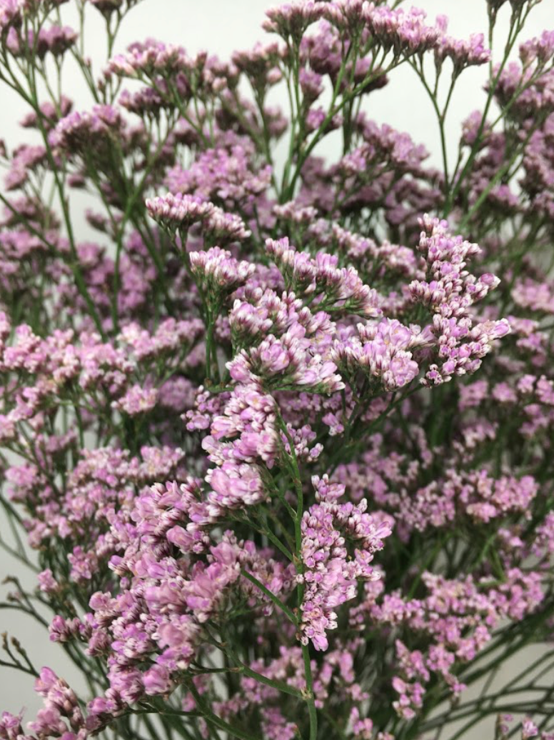 Limonium