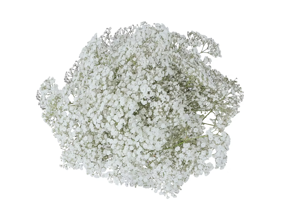 Baby Breath/Gyp