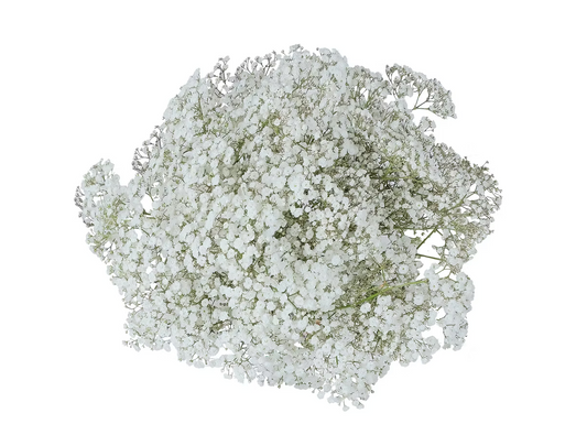 Baby Breath/Gyp