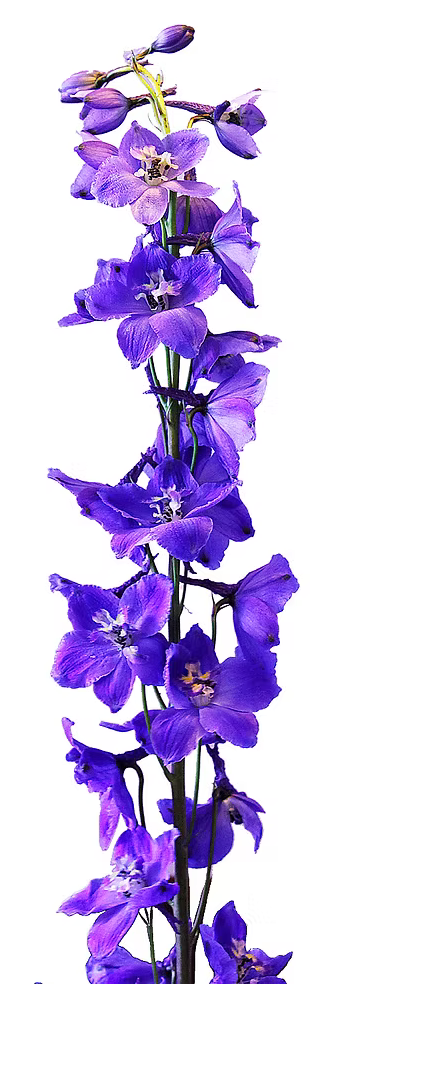 Delphinium